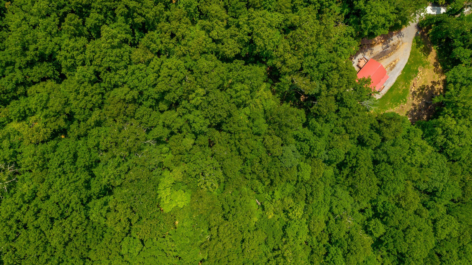 0 Highway 134 Guild, TN 37340 - Photo 51 of 68 a view of a plant in a garden