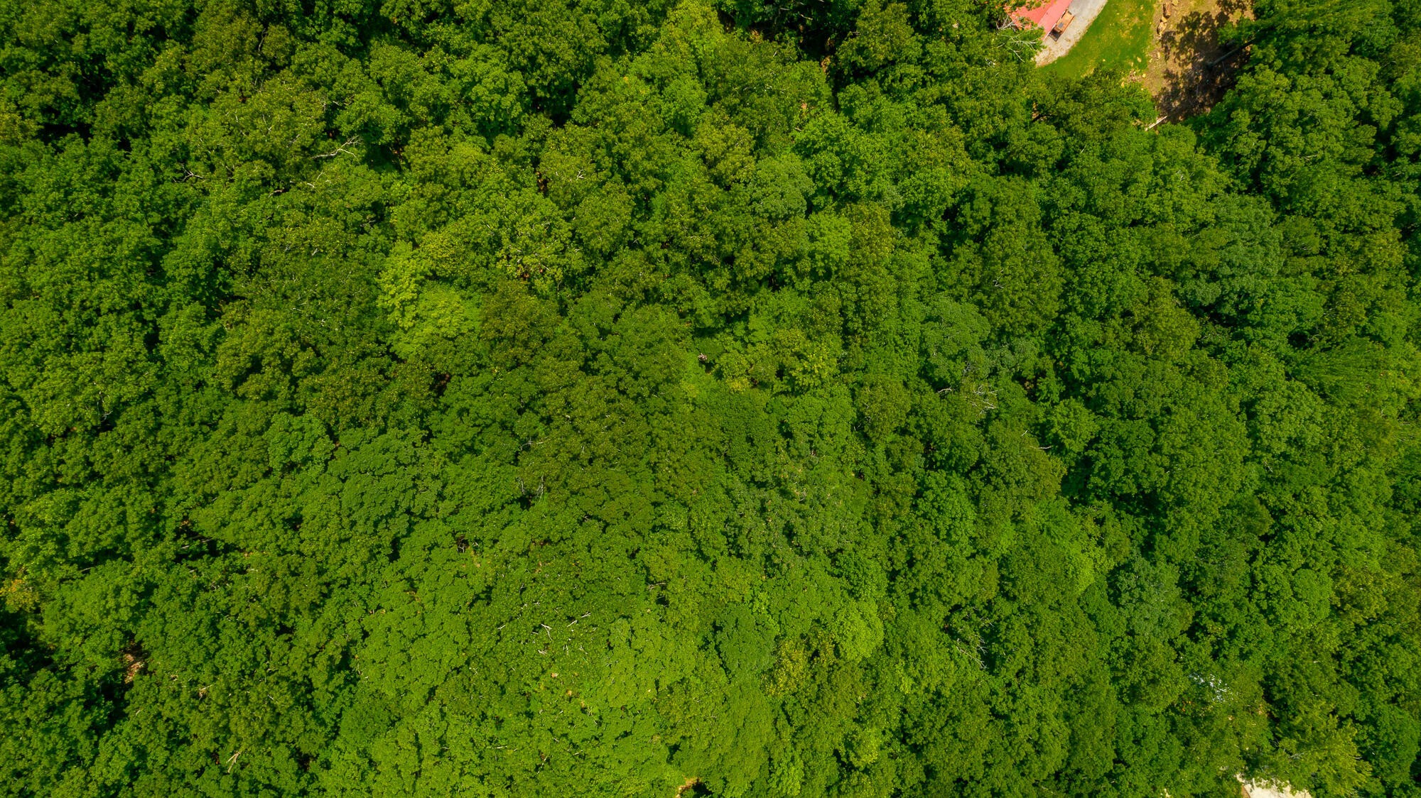 0 Highway 134 Guild, TN 37340 - Photo 52 of 68 a view of a lush green space
