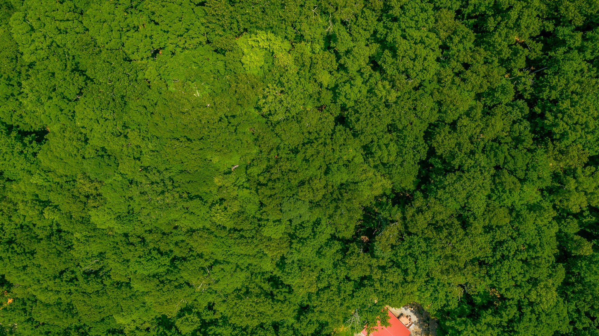 0 Highway 134 Guild, TN 37340 - Photo 56 of 68 a view of a lush green forest