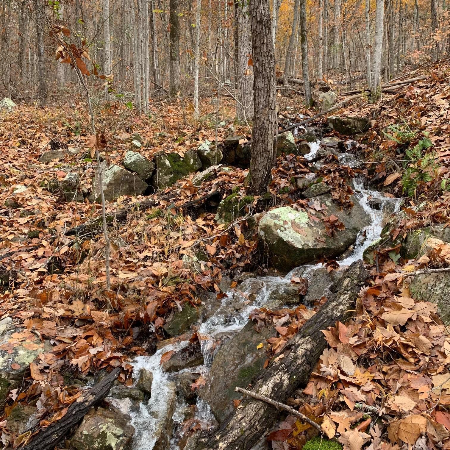 0 Highway 134 Guild, TN 37340 - Photo 6 of 68 a view of a yard with plants and trees