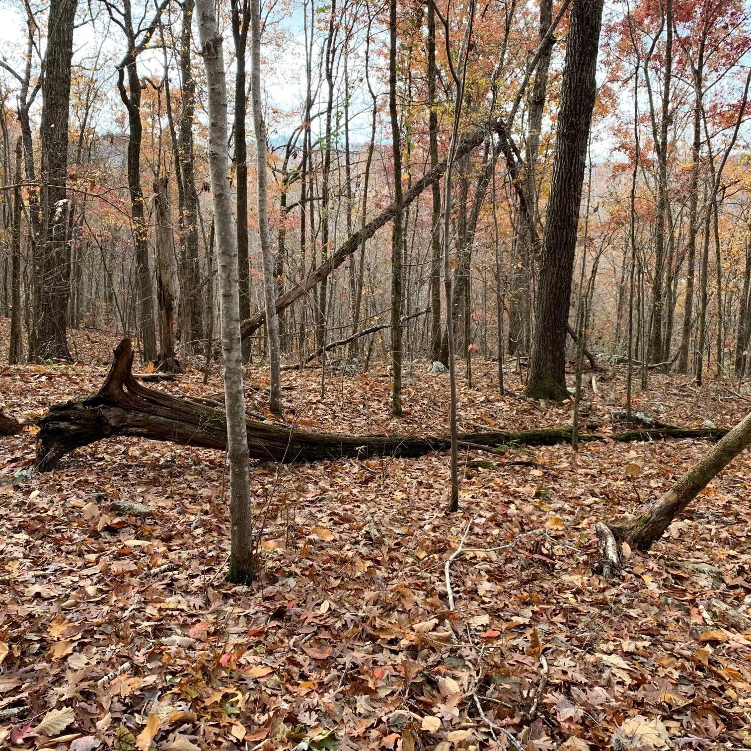 0 Highway 134 Guild, TN 37340 - Photo 62 of 68 a view of a backyard of the house