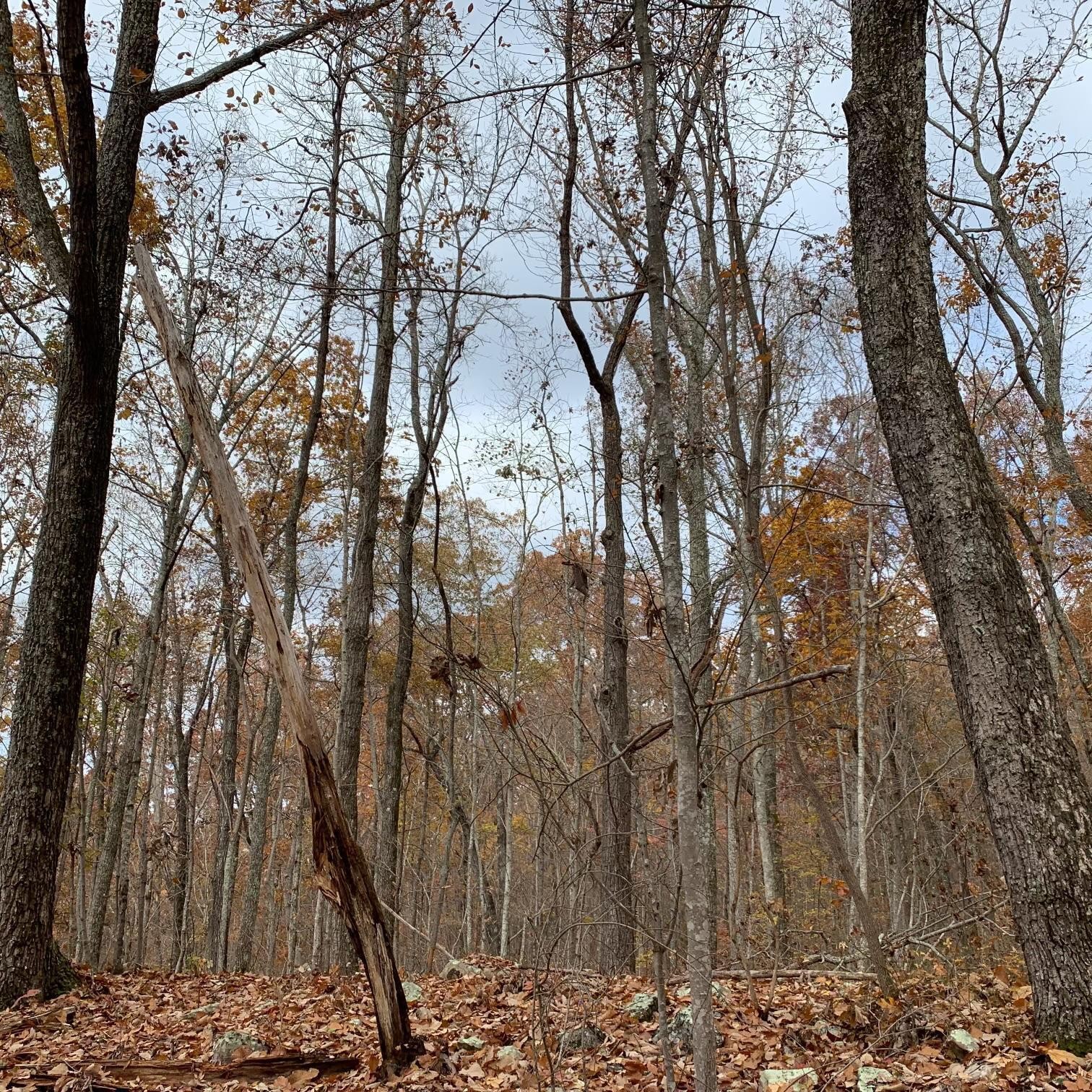 0 Highway 134 Guild, TN 37340 - Photo 63 of 68 a view of a yard with lots of trees