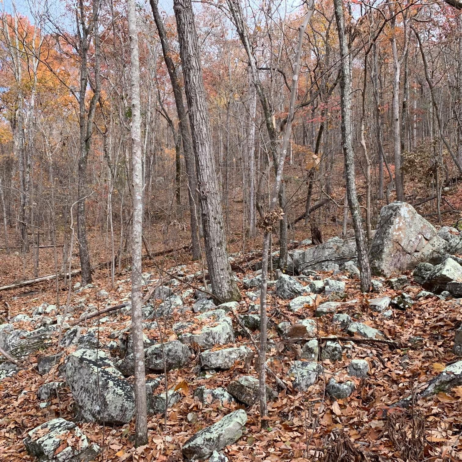 0 Highway 134 Guild, TN 37340 - Photo 64 of 68 a backyard of a house with lots of trees