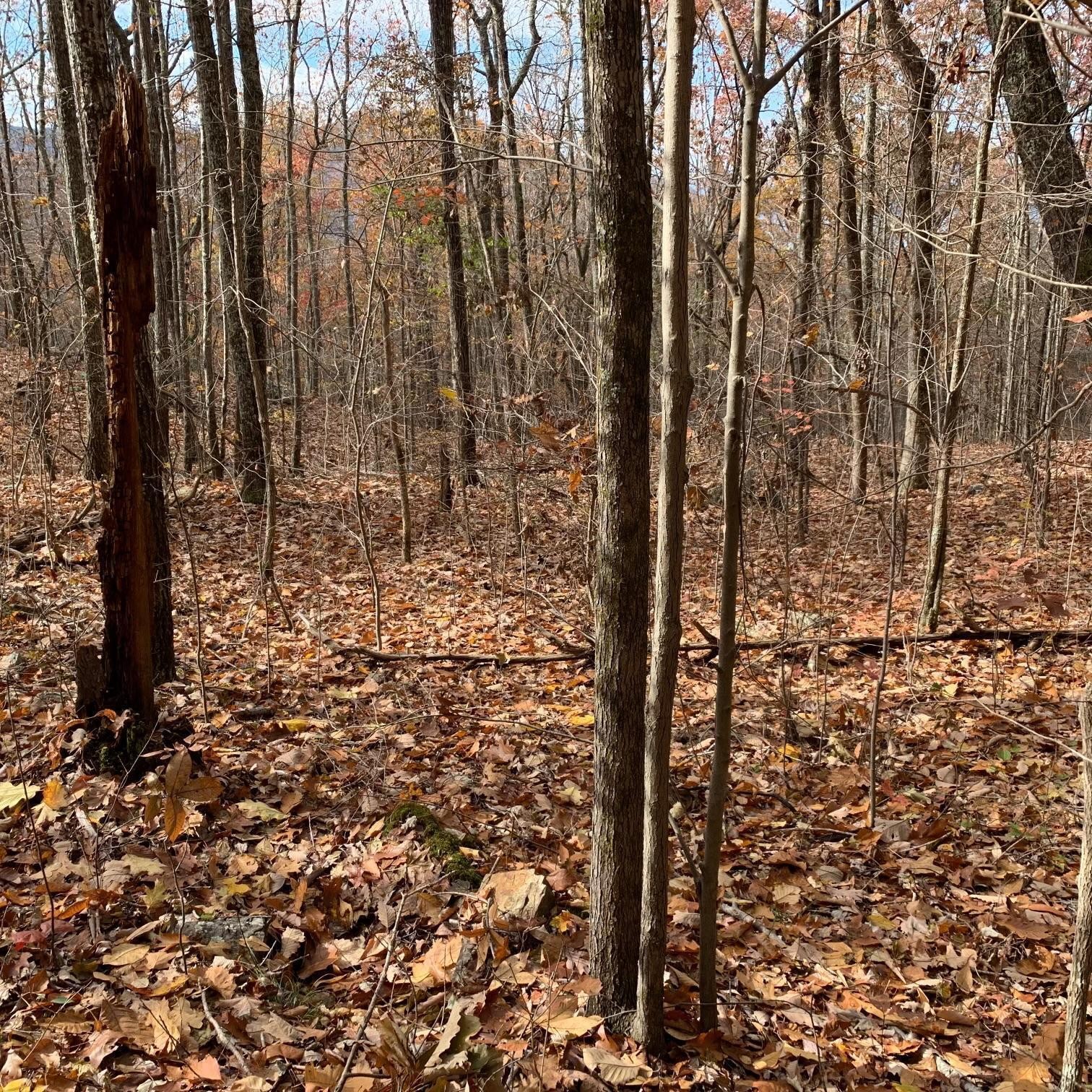 0 Highway 134 Guild, TN 37340 - Photo 65 of 68