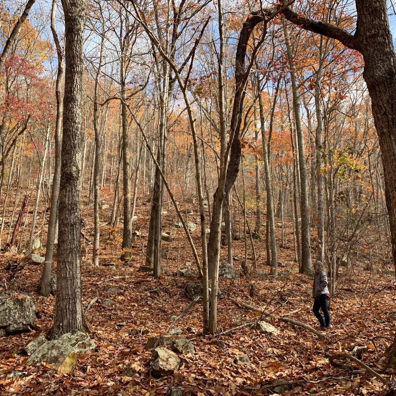0 Highway 134 Guild, TN 37340 - Photo 66 of 68 a backyard of a house with lots of green space