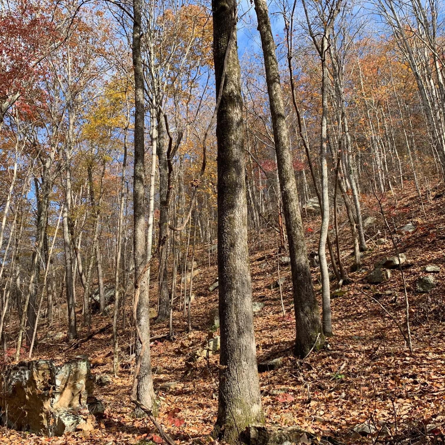 0 Highway 134 Guild, TN 37340 - Photo 67 of 68 a view of a yard with plants and trees