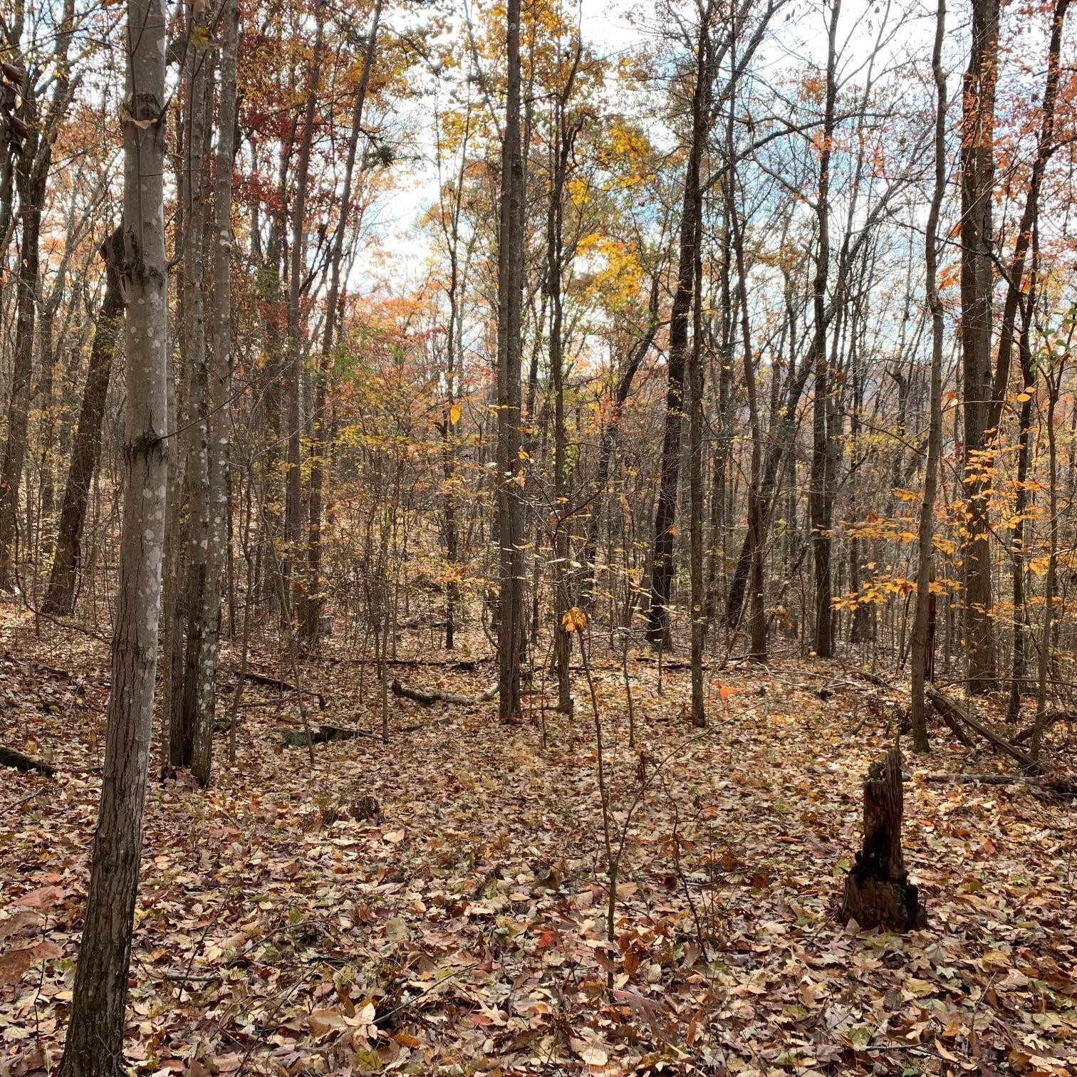 0 Highway 134 Guild, TN 37340 - Photo 68 of 68 a view of a yard with large trees
