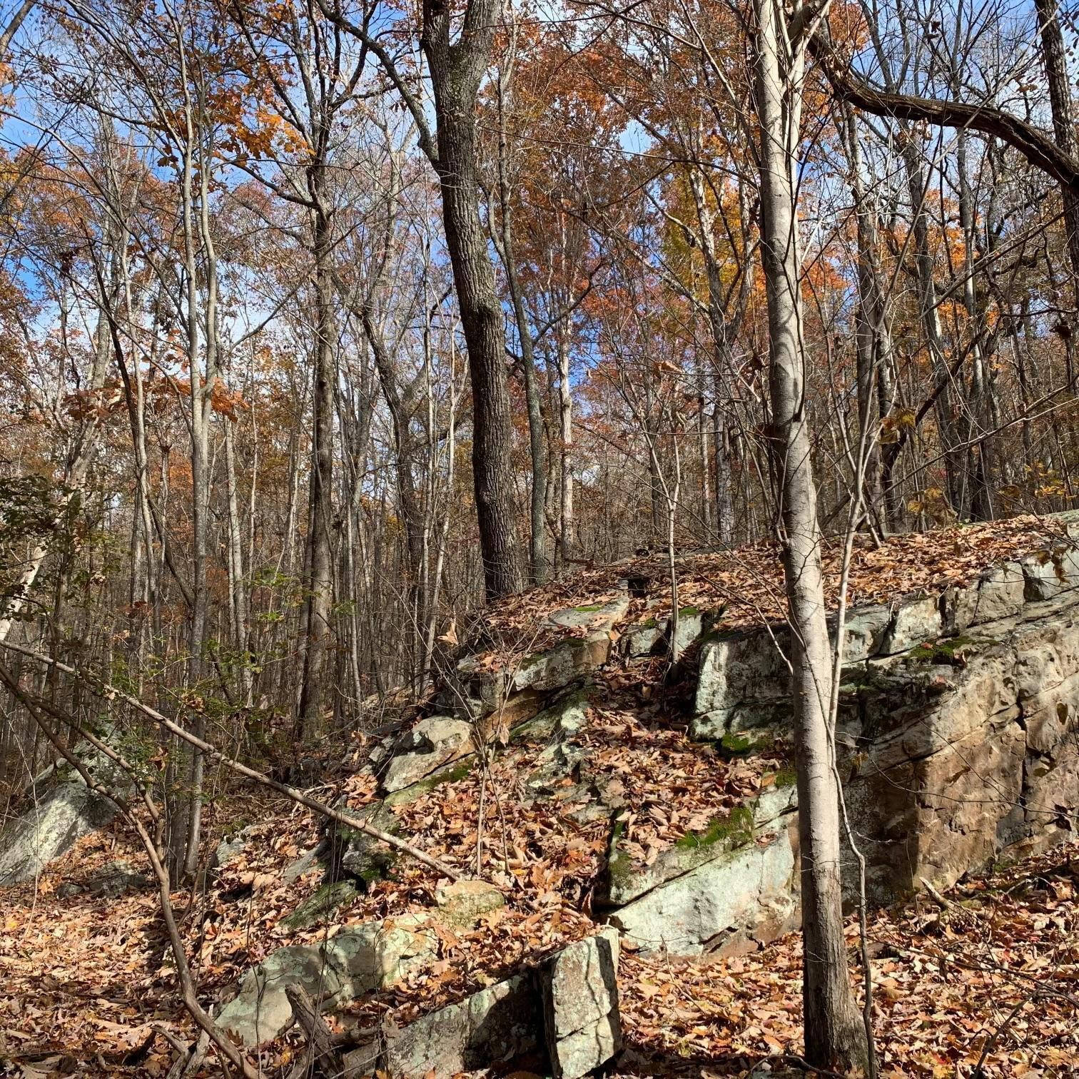 0 Highway 134 Guild, TN 37340 - Photo 7 of 68 a view of outdoor space and yard