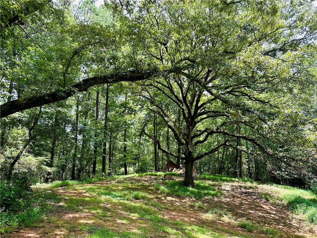2582 White Sulphur Road Gainesville, GA 30501 - Photo 4 of 7 a big yard with lots of green space and trees
