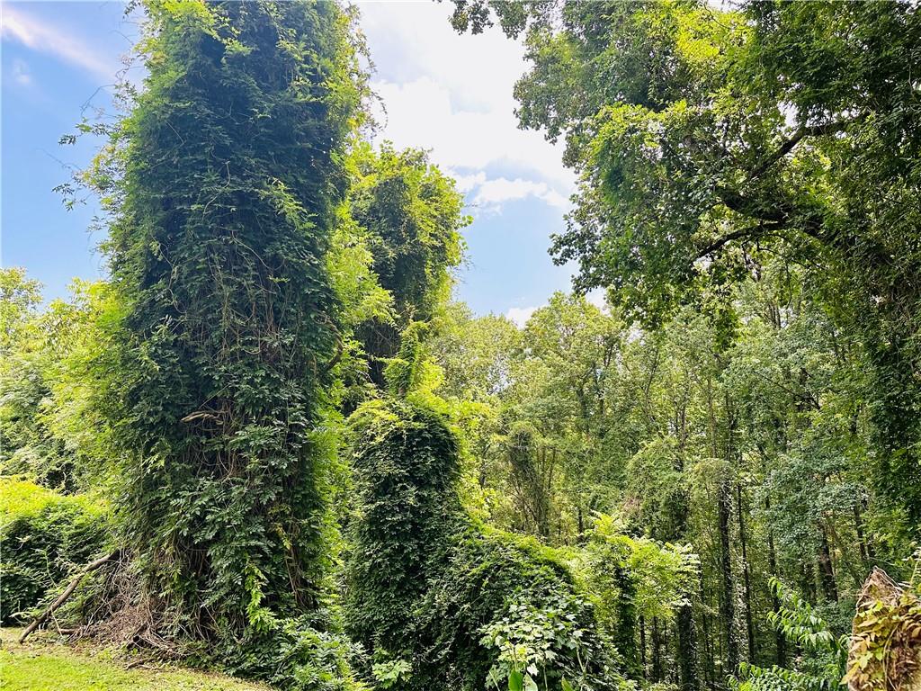2582 White Sulphur Road Gainesville, GA 30501 - Photo 5 of 7 a view of a forest