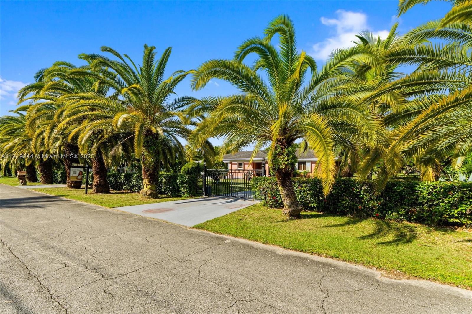 a view of a backyard with palm trees