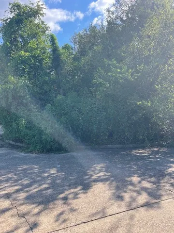a view of a yard with a tree