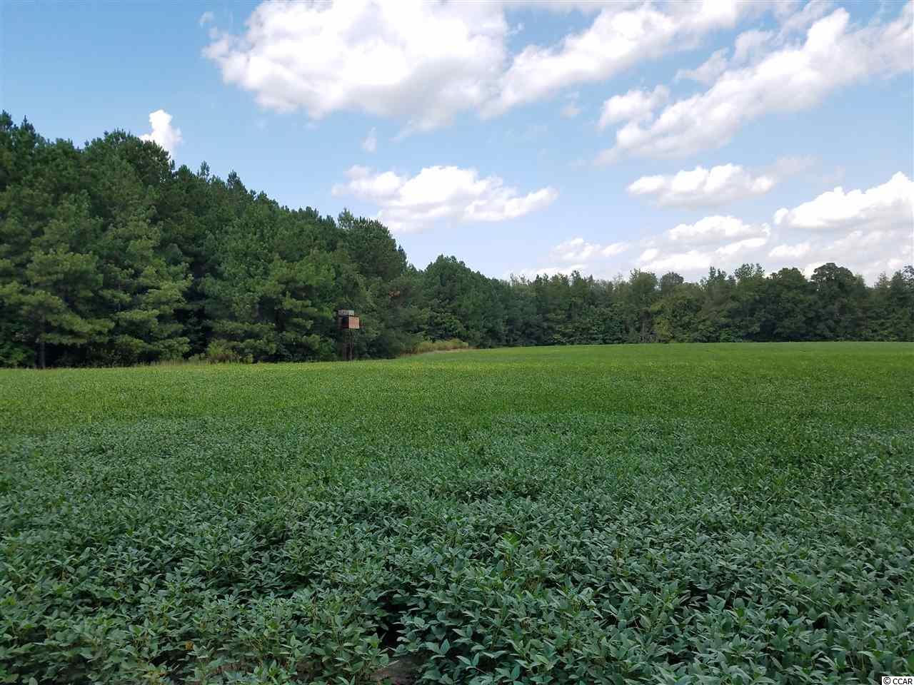 3000 Creek Road Lake City, SC 29560 - Photo 2 of 5 Gallery Image 2