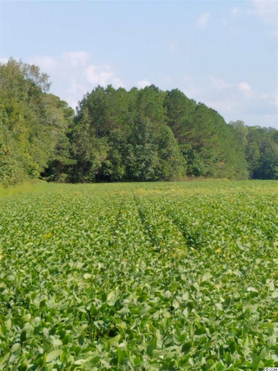 3000 Creek Road Lake City, SC 29560 - Photo 4 of 5 Gallery Image 4
