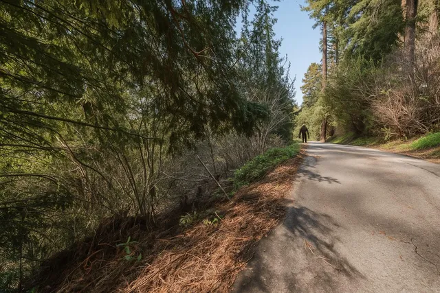 a view of a yard with plants and trees