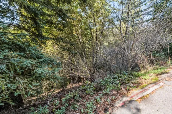 a view of a yard with a tree
