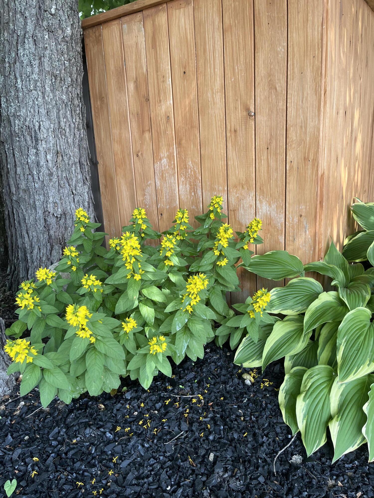 18 Winter Street Millinocket, ME 04462 - Photo 30 of 36 1671CD9D-AF80-408A-B1C2-29F8B17DADCB