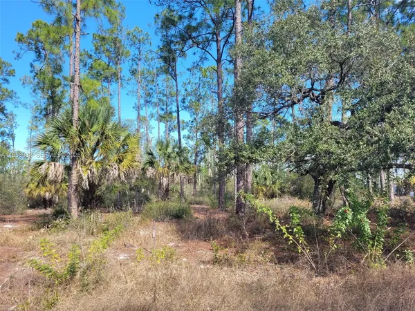 a view of a yard with plants and trees