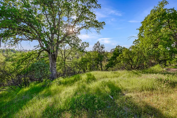 a view of a plants and large trees