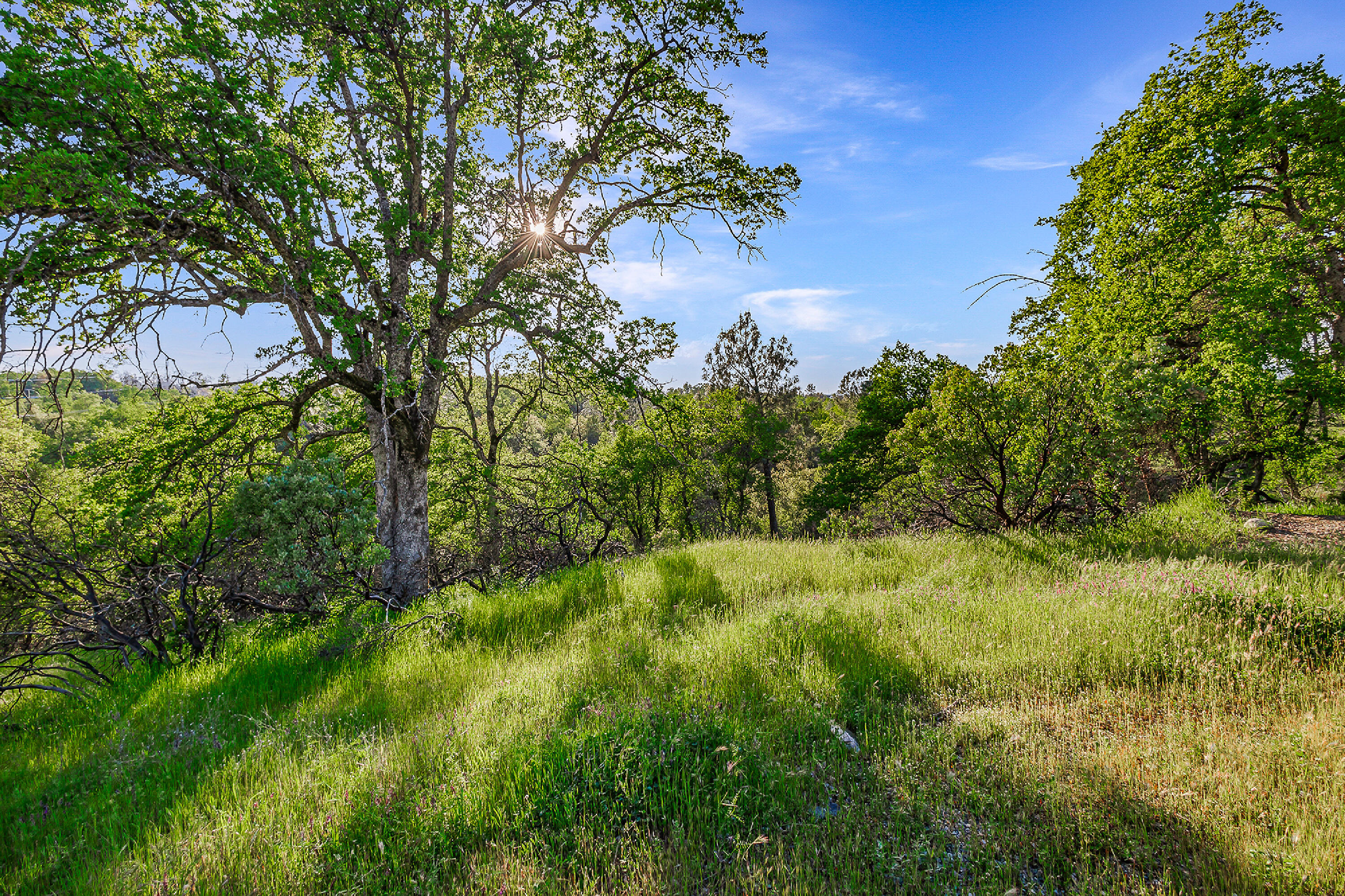 a view of a plants and large trees