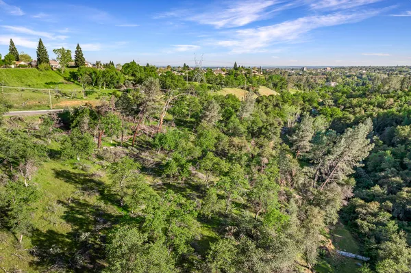 a view of a lush green forest with large trees