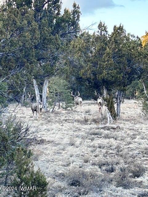 007 F Chevelon Road Heber, AZ 85928 - Photo 9 of 10