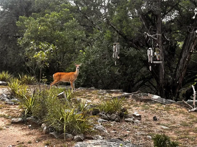 a wooden bench with a tree