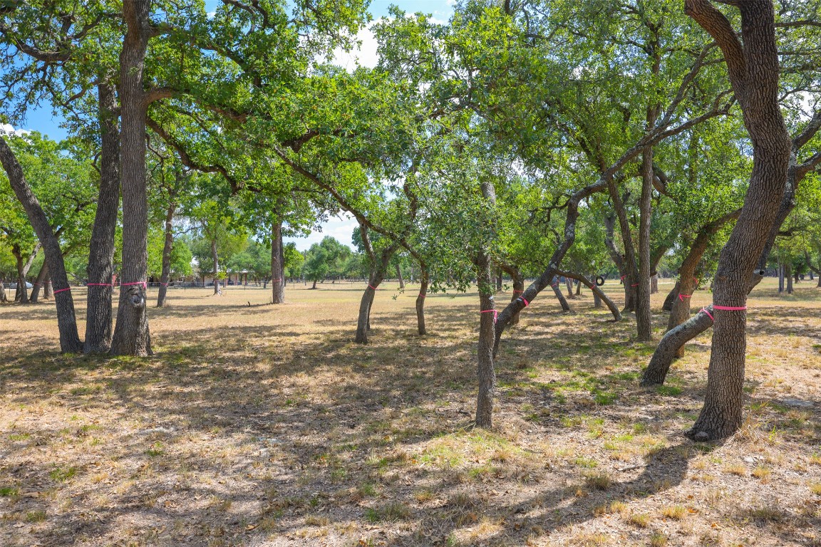 1301 Sandy Point Road Wimberley, TX 78676 - Photo 7 of 25 a view of a tree in the middle of a yard
