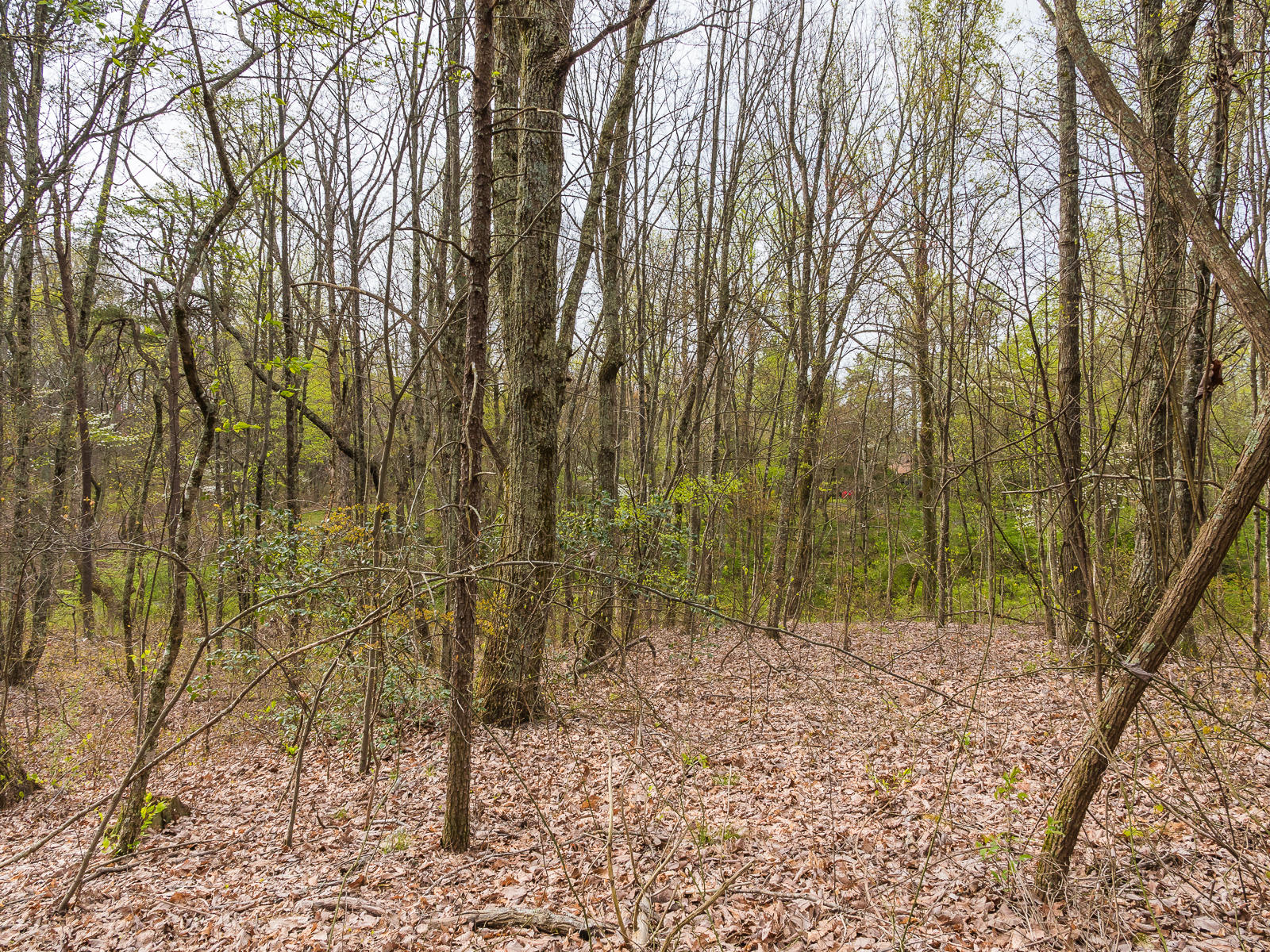 0 Frontier Bluff Road, Unit LOT 2 Lookout Mountain, GA 30750 - Photo 16 of 21 FrontierBluffRoad-10