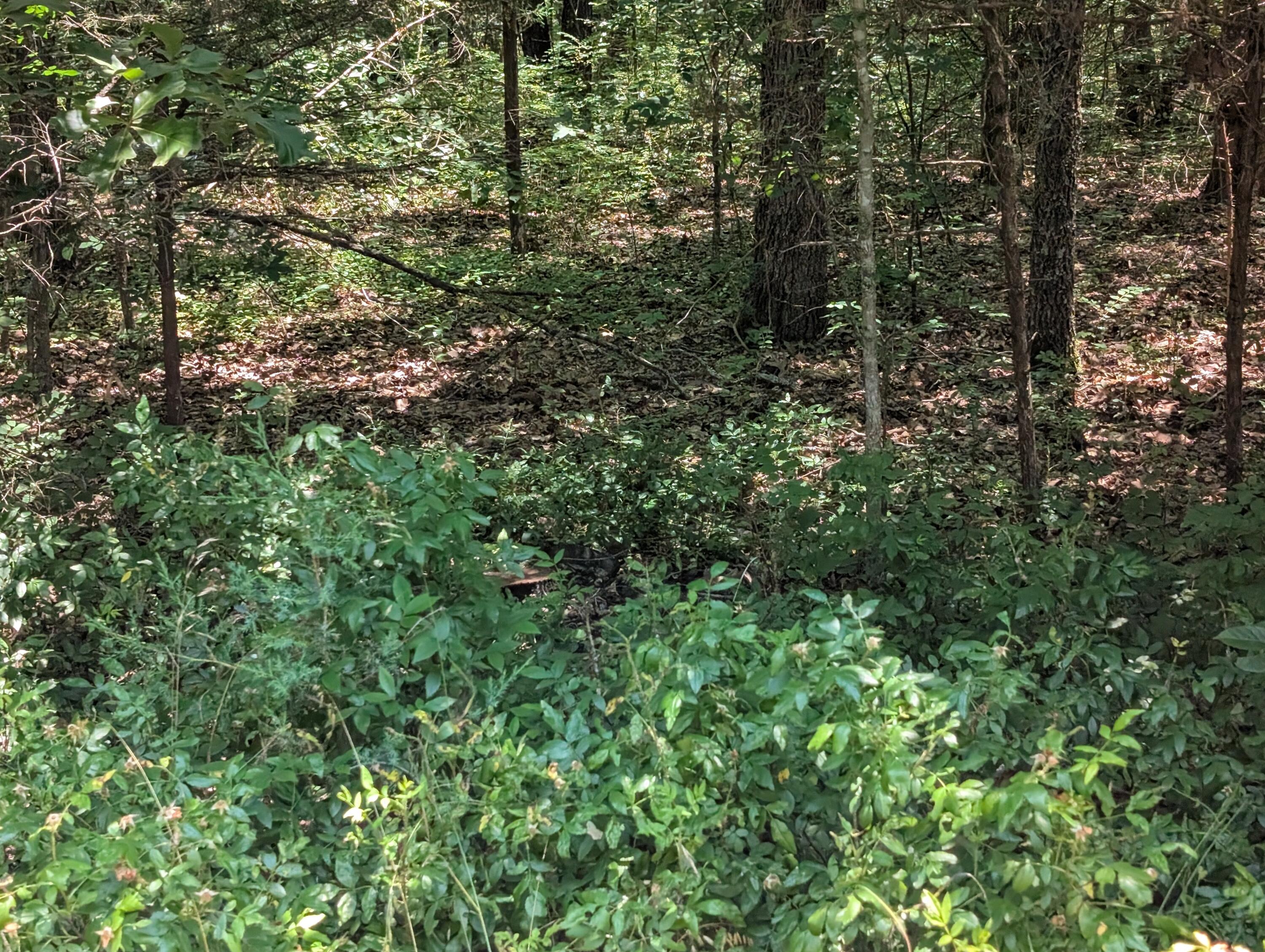 1255 Shell Knob Mo 65747 Shell Knob, MO 65747 - Photo 10 of 11 PXL_20250610_180544607