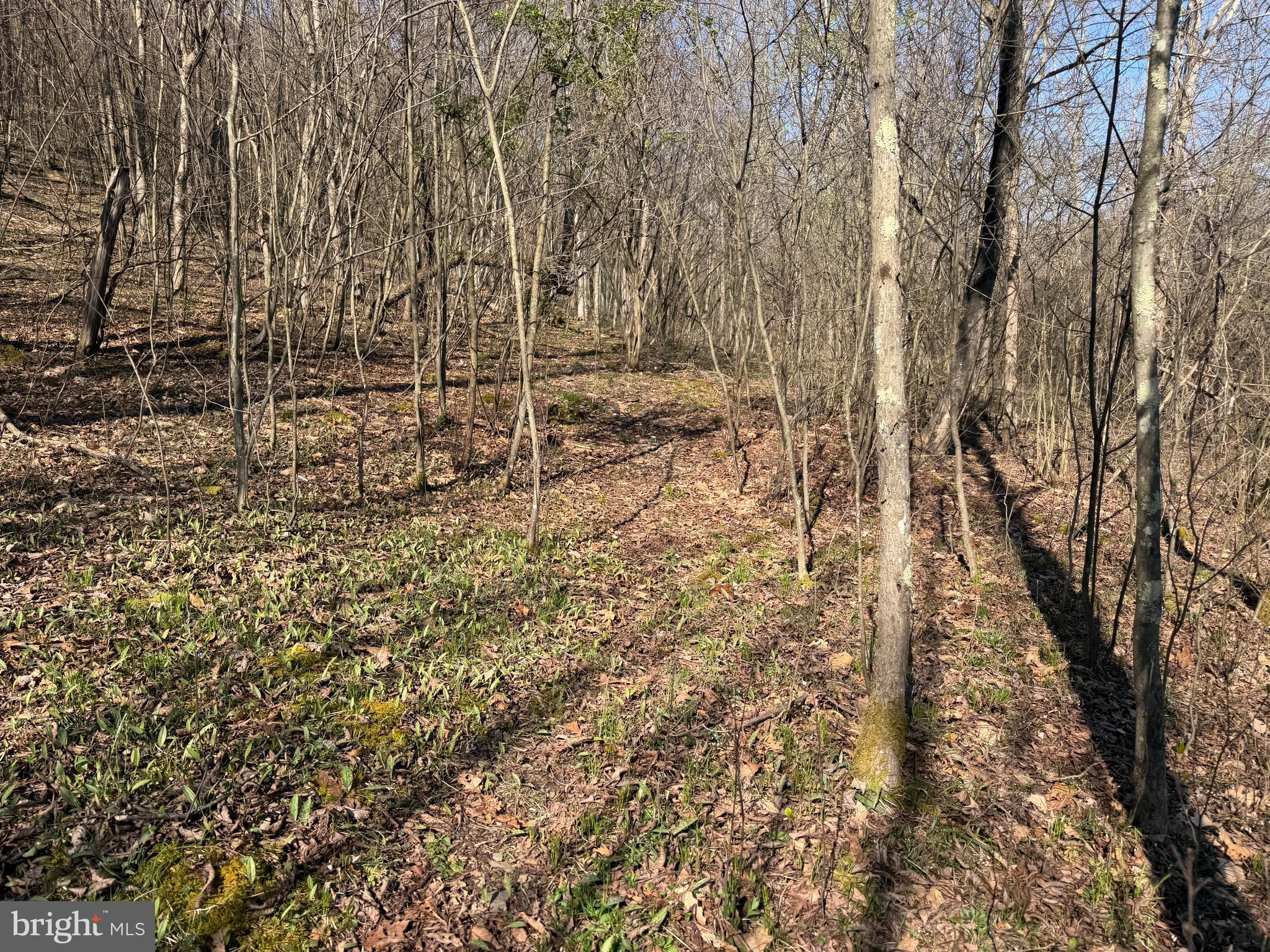 129-acres Black Hollow Road Schellsburg, PA 15559 - Photo 36 of 72