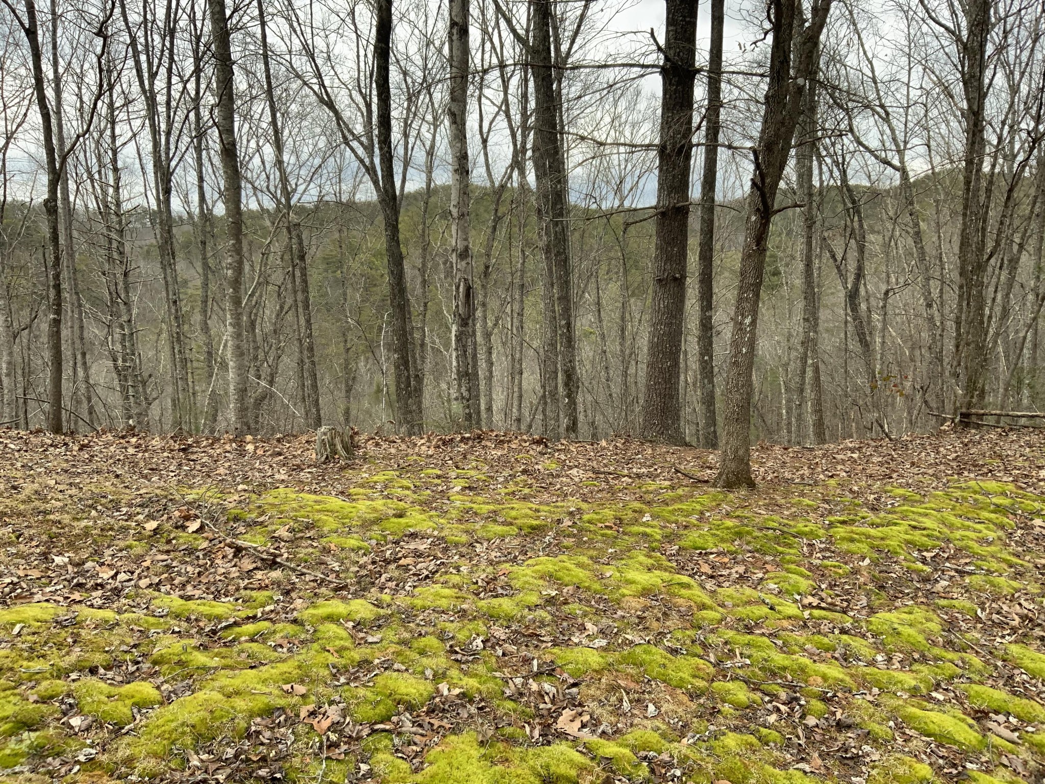 236 Cooper Road Vonore, TN 37885 - Photo 20 of 39