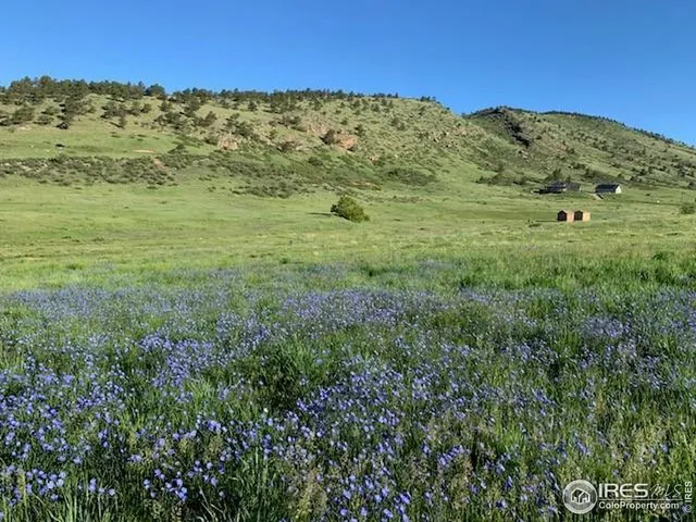 a view of a lush green forest with lawn chairs and a couple of flower plants