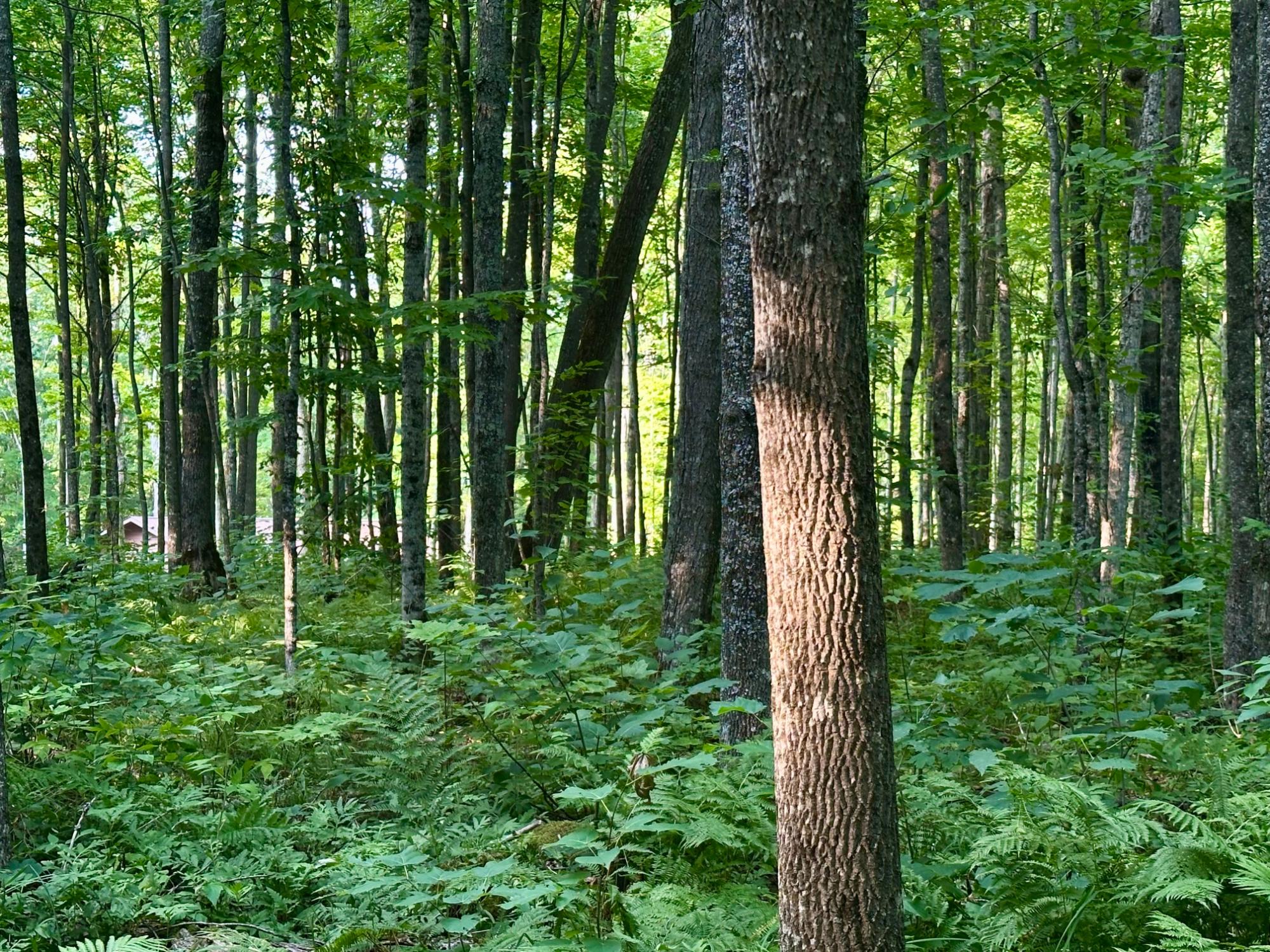 N8997 Shore Road East Marenisco, MI 49947 - Photo 95 of 98 Gallery Image 95
