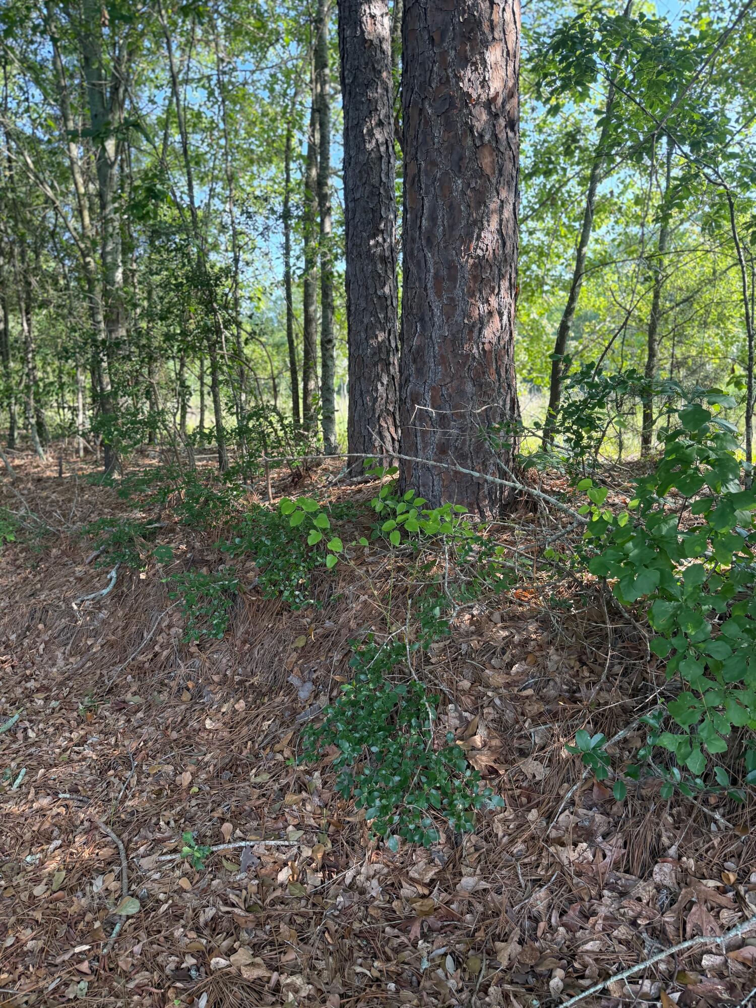 0 Huckleberry Finn Road Batesburg, SC 29006 - Photo 8 of 9