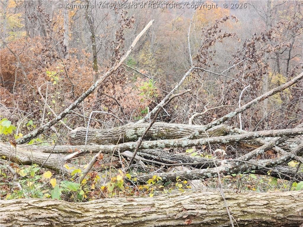 0 Beechy Road Procious, WV 25164 - Photo 6 of 29 Gallery Image 6