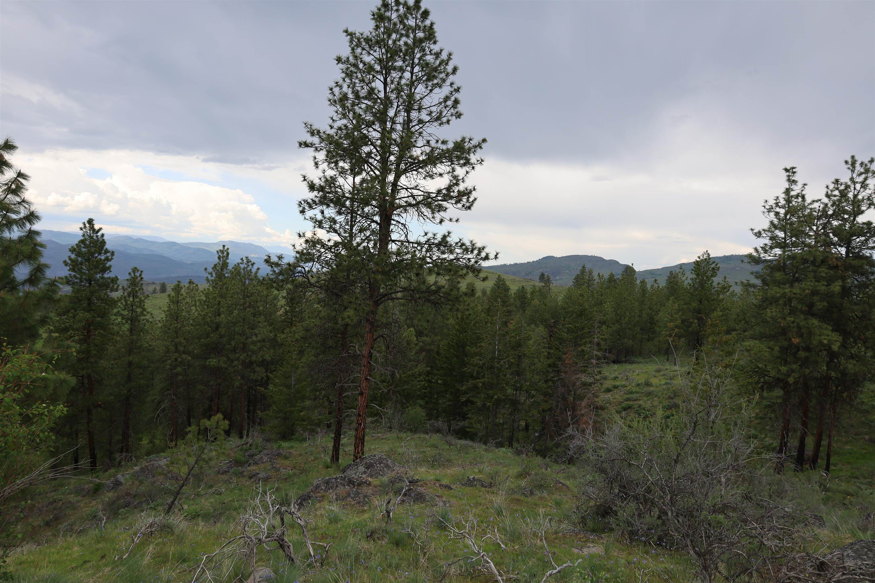 734 Tunk Creek Road Riverside, WA 98849 - Photo 8 of 43