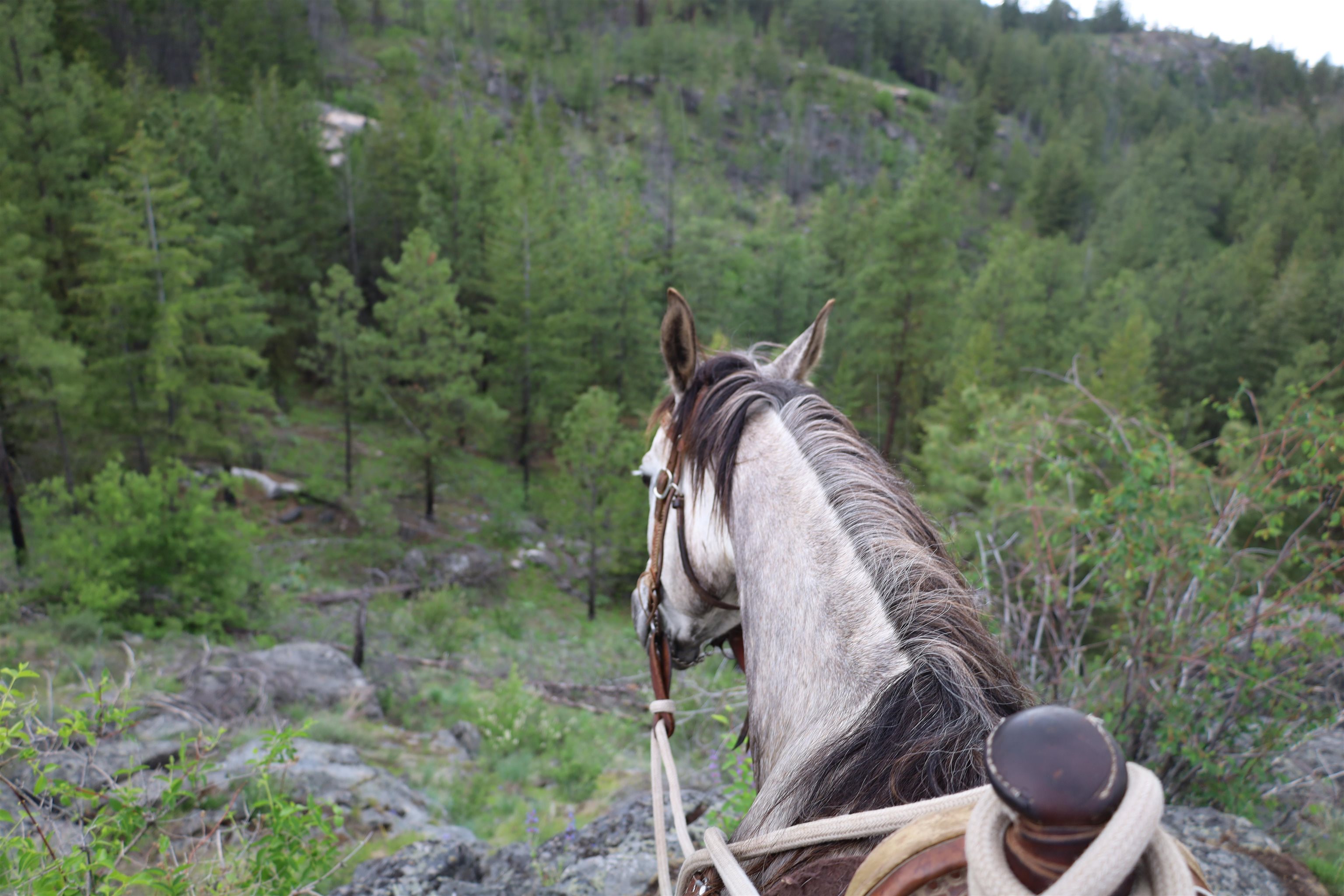 734 Tunk Creek Road Riverside, WA 98849 - Photo 9 of 43