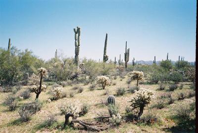 0 East Powerline Road Marana, AZ 85653 - Photo 8 of 10