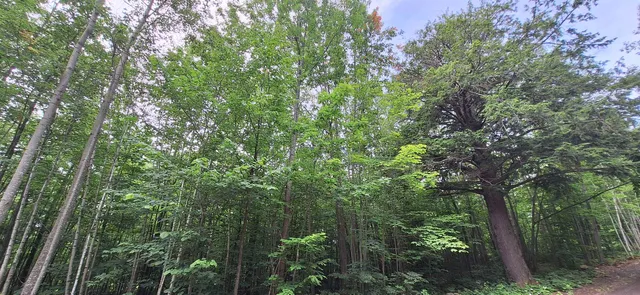 $84,900 | Lot Z Apple Hill Road, Bayfield, WI 54814