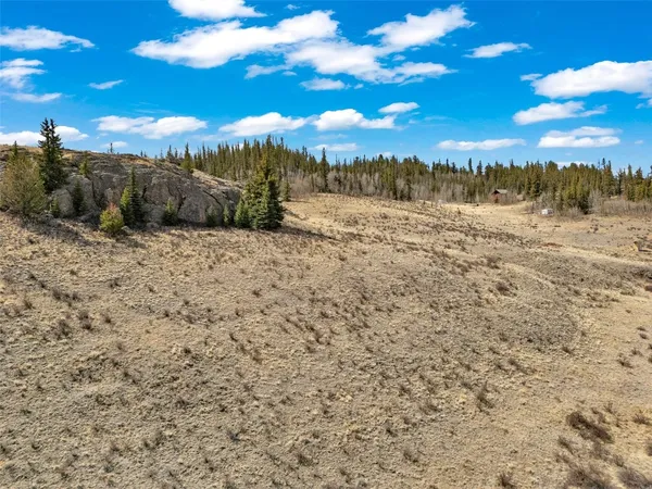 a view of a dry yard with lots of trees