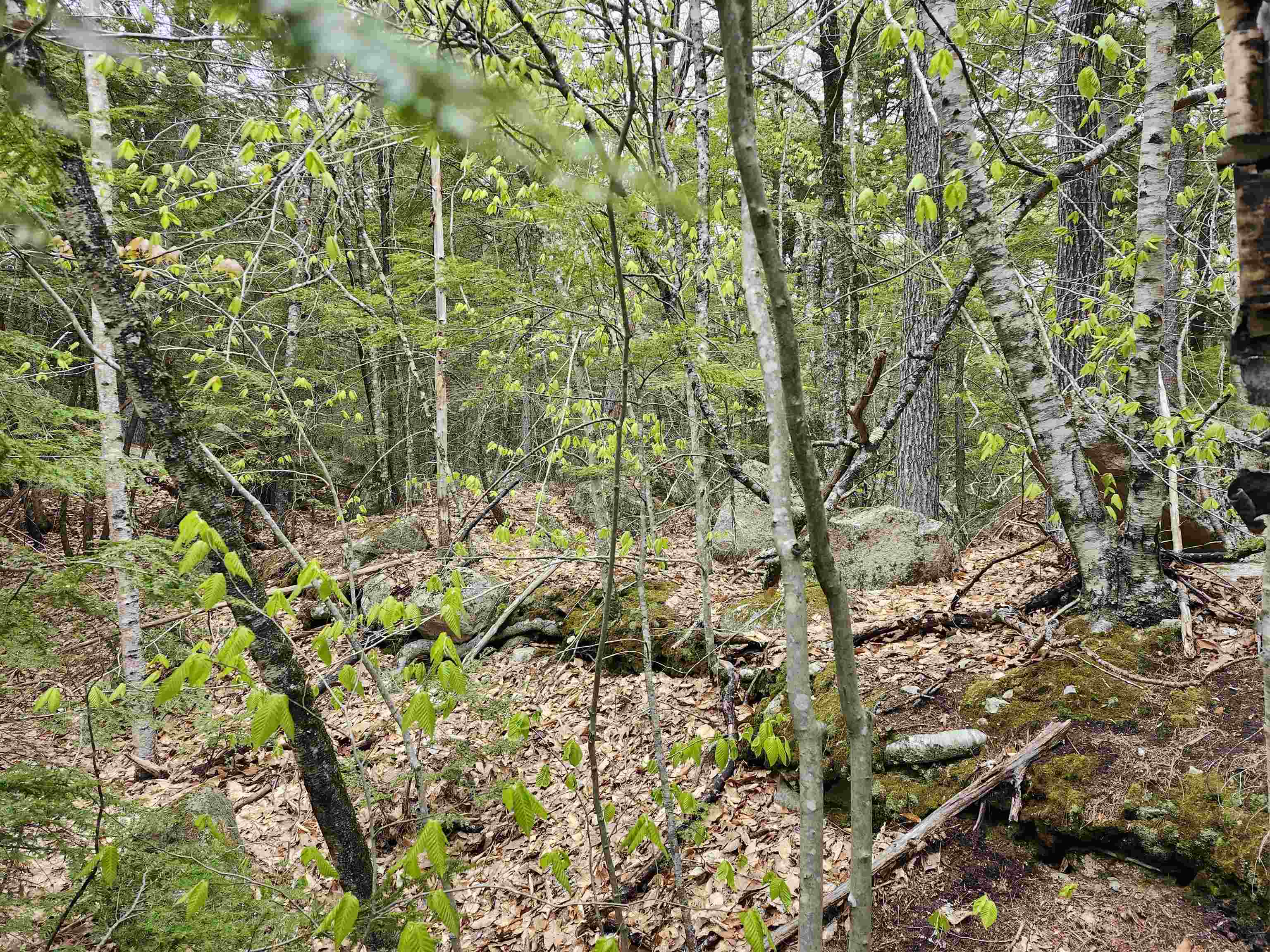 101-15 North Shore Road New Durham, NH 03855 - Photo 14 of 14