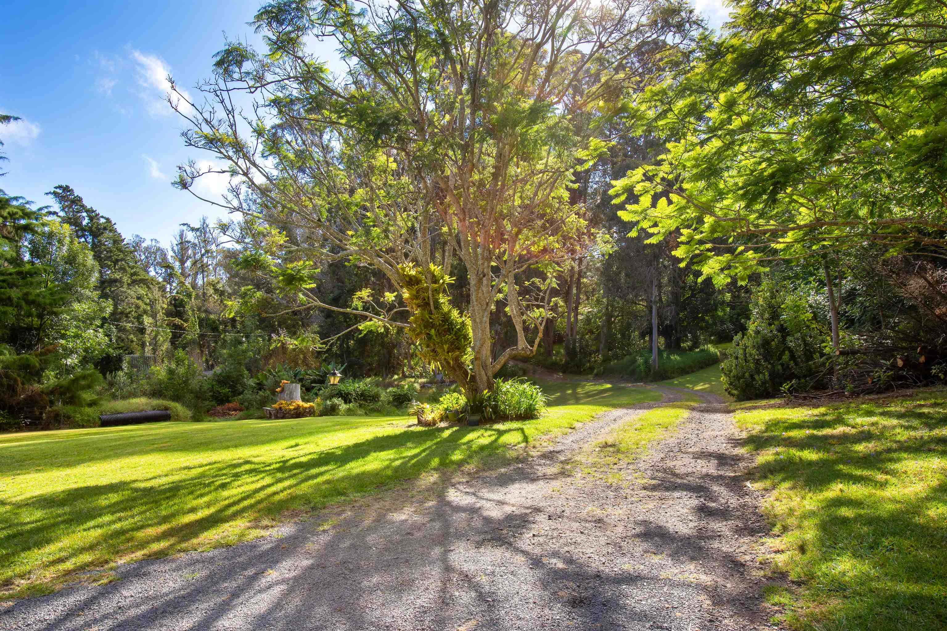 1160 Ehu Road Makawao, HI 96768 - Photo 16 of 18 a view of a yard with a large trees