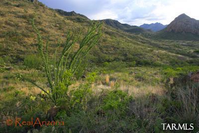 11 Pinnacle Gulch Court Rio Rico, AZ 85648 - Photo 9 of 15 a view of a lush green forest with mountains in the background
