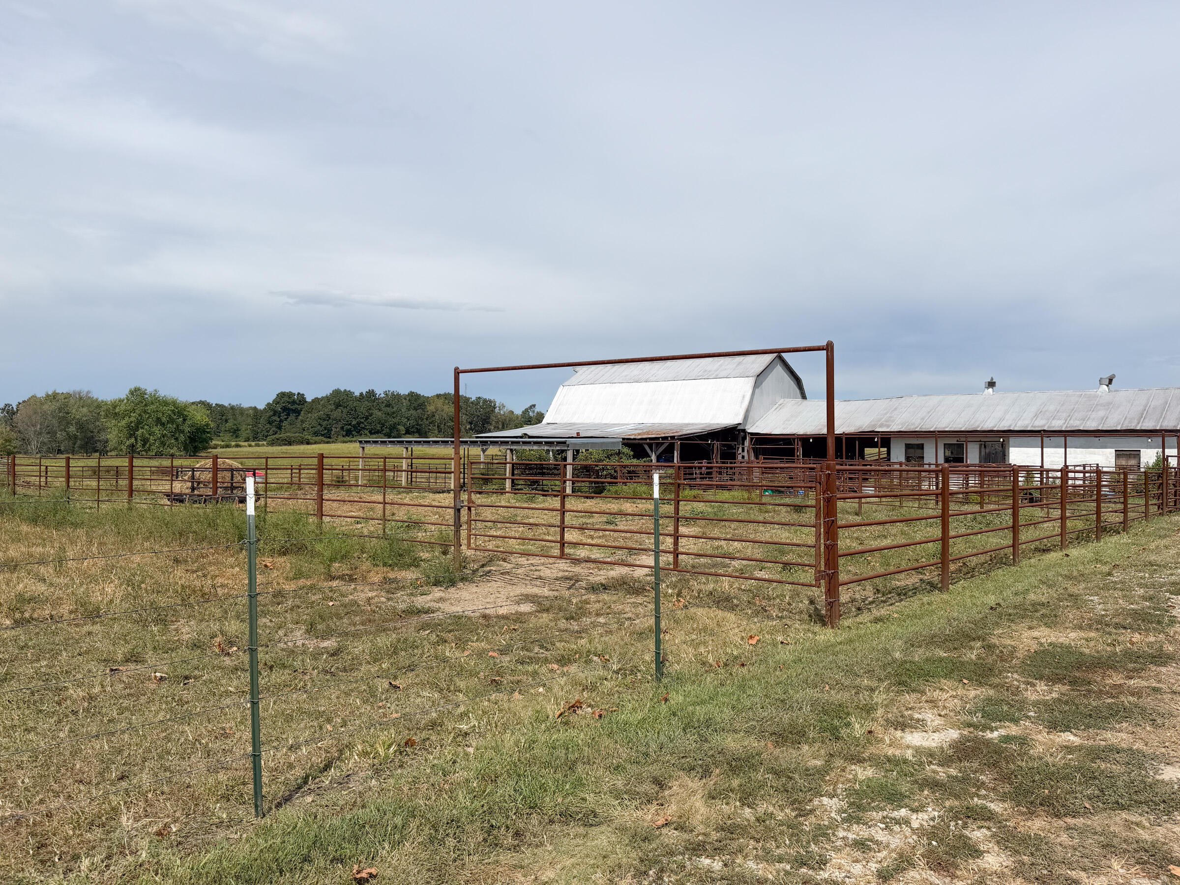Livestock Ready!