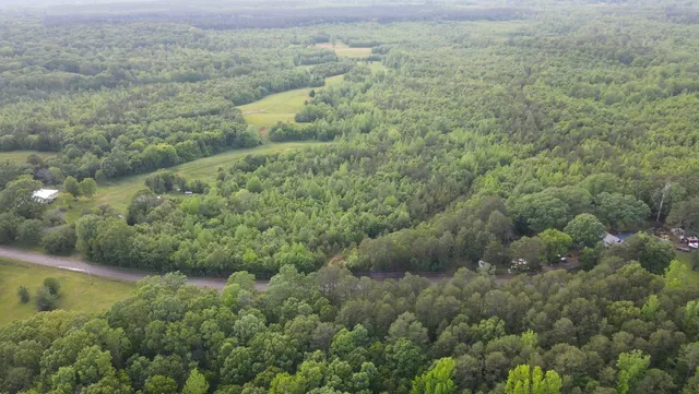 a view of a forest with a street