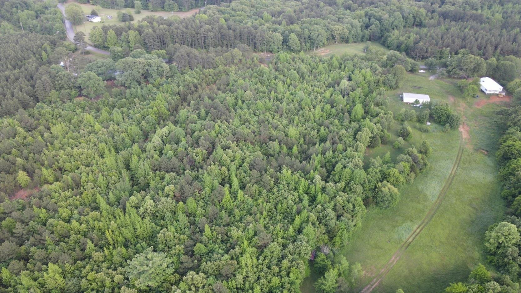 0 Hines Gin Road Selmer, TN 38375 - Photo 9 of 32 a view of a forest