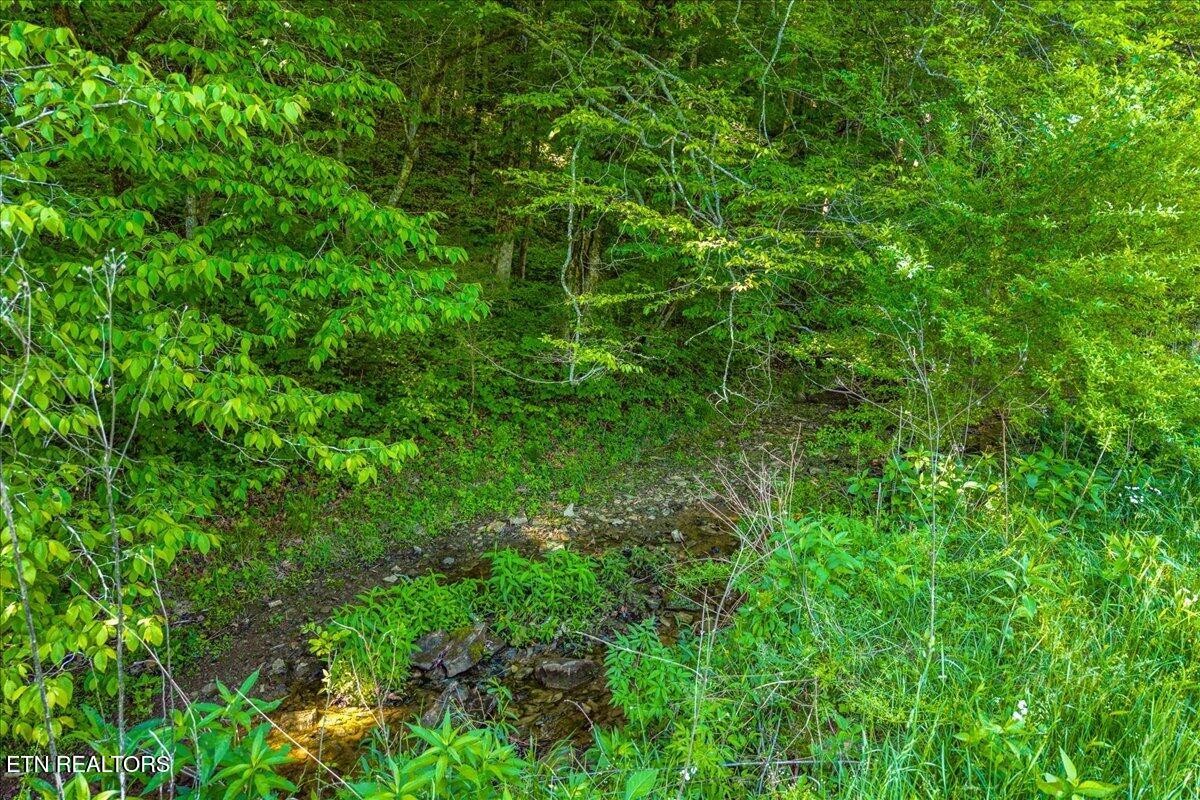 0 Shaddon Road Tellico Plains, TN 37385 - Photo 5 of 17 a view of a lush green forest