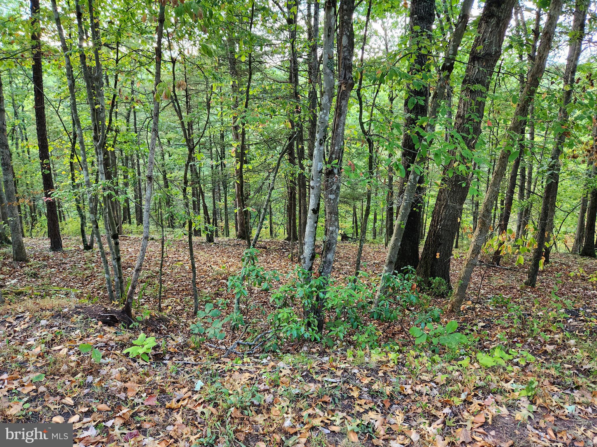 Lot 445 Chestnut Ridge Rd Mount Mount Jackson, VA 22842 - Photo 1 of 4