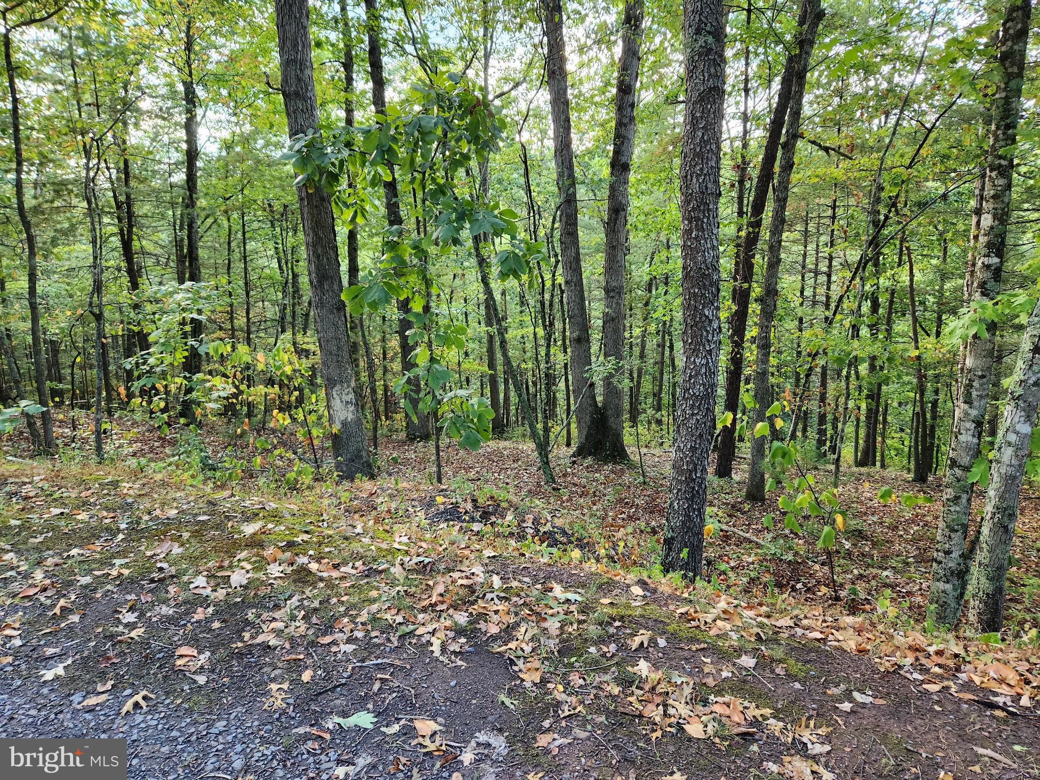 Lot 445 Chestnut Ridge Rd Mount Mount Jackson, VA 22842 - Photo 3 of 4